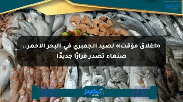 «إغلاق مؤقت» لصيد الجمبري في البحر الأحمر.. صنعاء تصدر قرارًا جديدًا